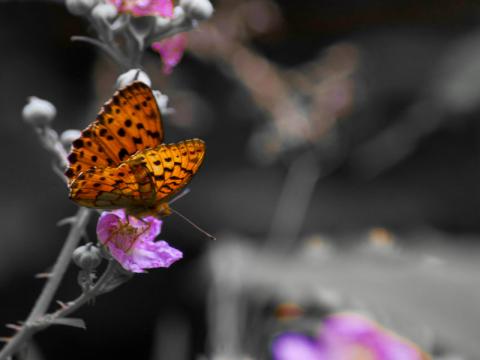 Struttura didattica Ponciach