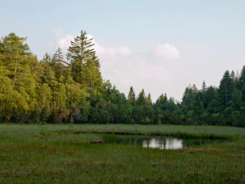 Riserva Provinciale Laghetto di Vedes