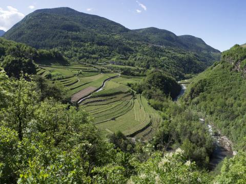 Panorama Corvaia Faver (foto di Albatros)