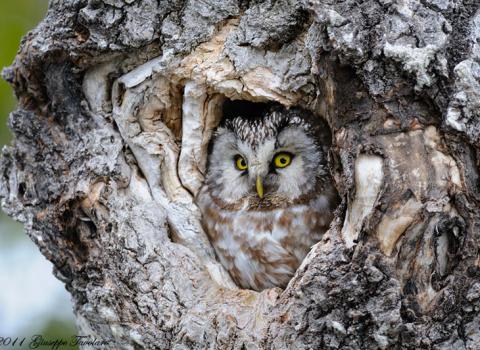 La Natura è (a) casa tua