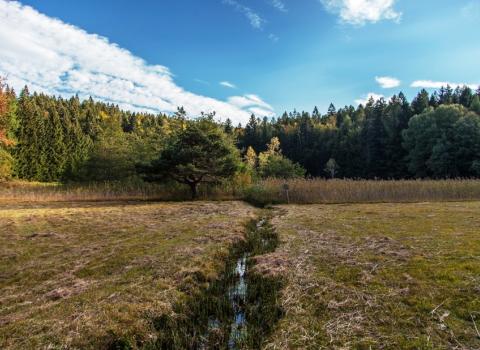 I Colori del Bosco