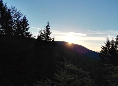 L'alba nel bosco