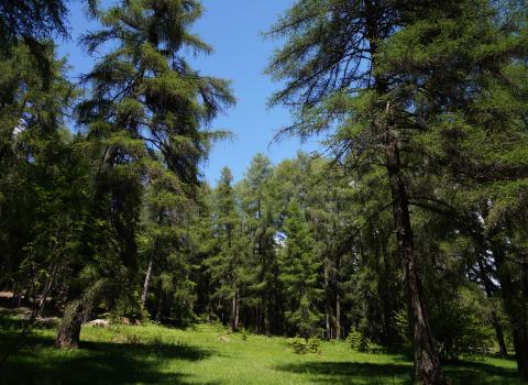 Da Capriana al lariceto del Monte Gua