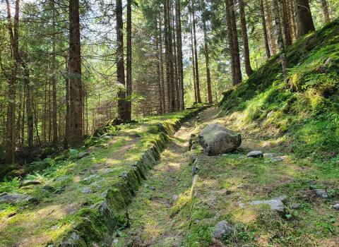 Voci dal Bosco