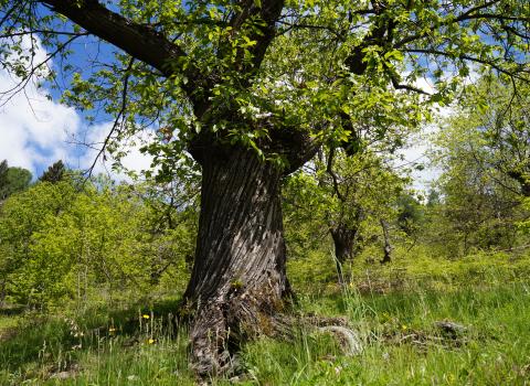 L'arte del Castagno: dalla Terra alla Tavola
