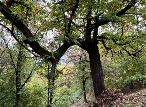 L'arte del Castagno: dalla Terra alla Tavola