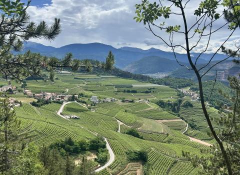 Il giardino vitato di Giovo