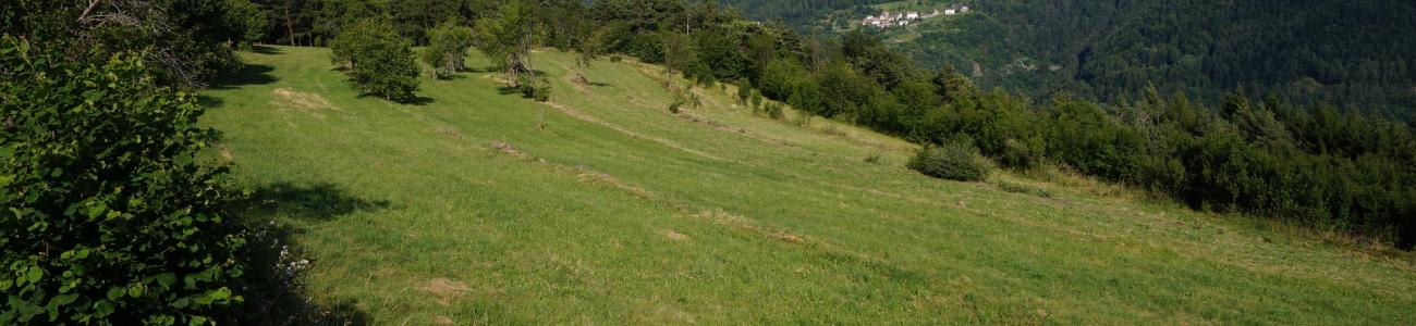 Prati e pascoli di montagna: come e perché tutelarli?