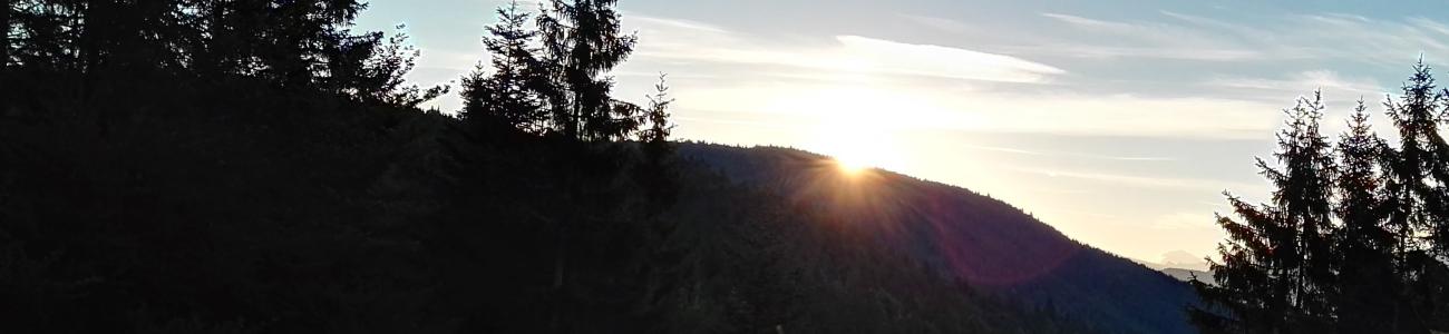 L'alba nel bosco